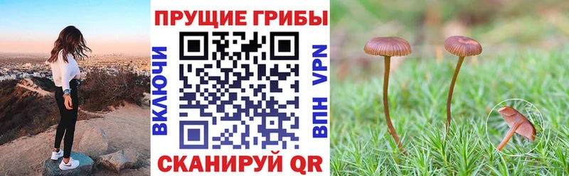 Купить закладки  Нюрба  Галлюциногенные грибы Psilocybe 